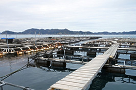 漁業 （三重県）